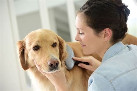 Pet care service